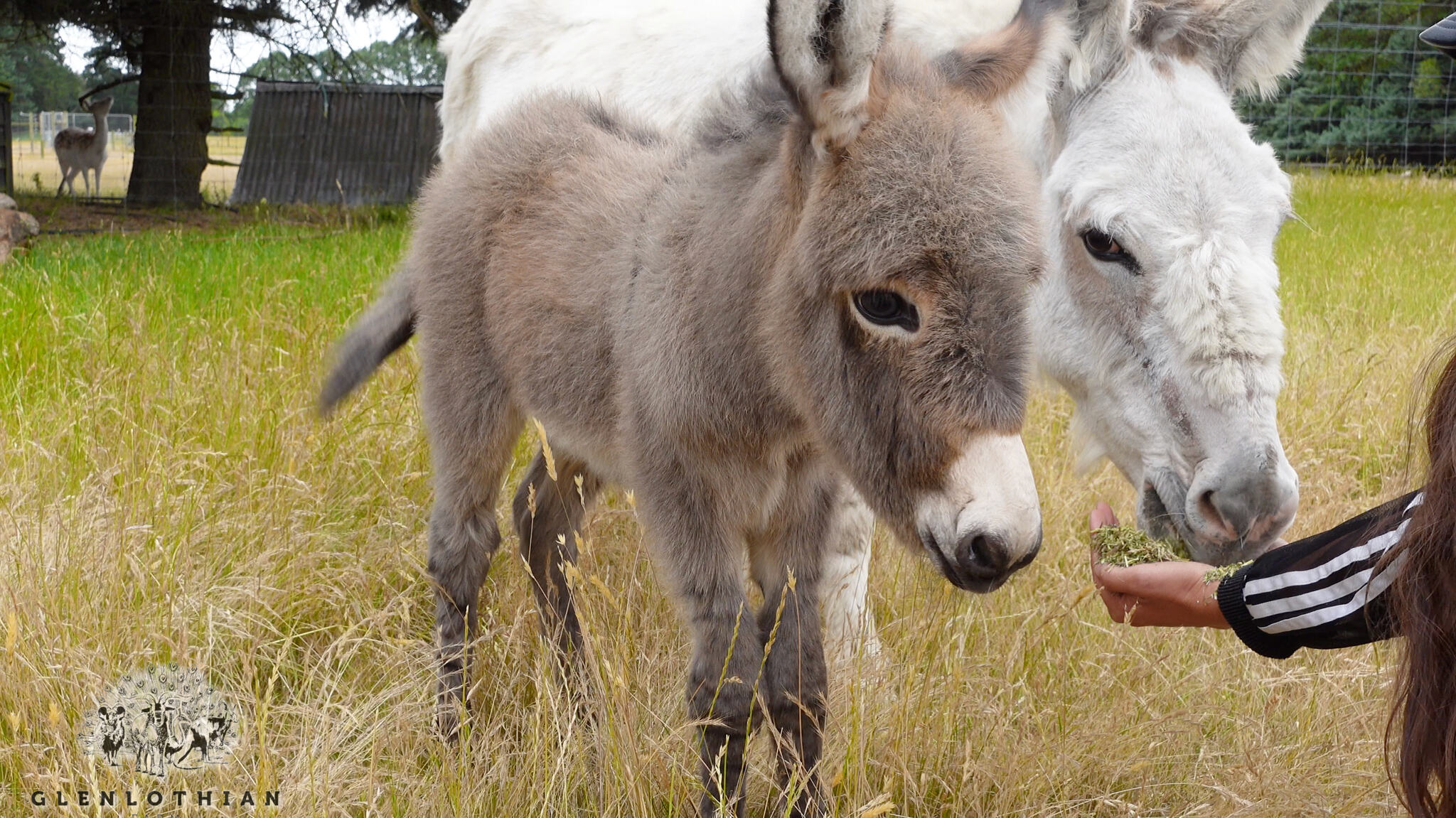 Our baby miniature donkey beside its mother