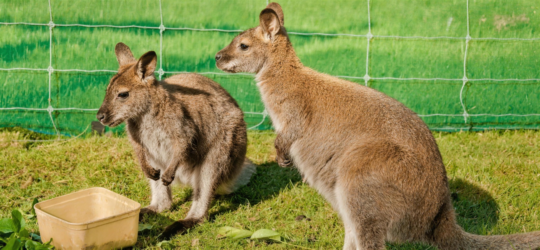 Two Bennetts wallabies